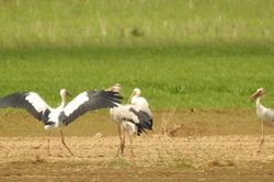 Hàng trăm con chim giang sen quý hiếm xuất hiện ở Khu bảo tồn Thiên nhiên Văn hóa Đồng Nai