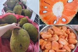 Lạ miệng mít ruột đỏ múi to dày, thơm ngọt có giá 120 ngàn đồng/kg vẫn hút khách sành ăn