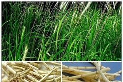 Bài thuốc nam trị bệnh tiết niệu