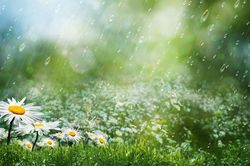 Từ biệt nhau ngày mưa