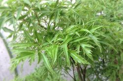 Dùng lá đinh lăng làm theo cách này có thể chữa bệnh thiếu máu não tại nhà vừa đơn giàn, vừa hiệu quả mà ít tốn kém