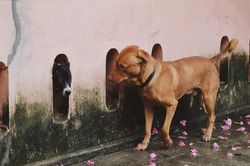 Lỡ phải lòng 'hàng xóm', chú chó 'trồng cây si' trước nhà 'crush' và cái kết bất ngờ