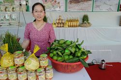 Làm giàu từ cây kiệu hương truyền thống