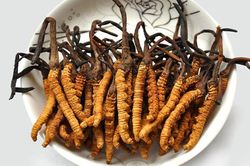 Đông trùng hạ thảo tăng cường sinh lý cho nam giới