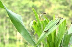 Chủ động phòng trừ châu chấu
