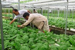Liên kết sản xuất nông nghiệp hàng hóa ở TP Lai Châu
