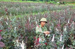 Liên kết sản xuất nông nghiệp hàng hóa ở TP Lai Châu
