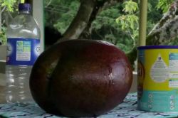 Quả xoài lớn nhất thế giới ở Colombia nặng hơn 4kg