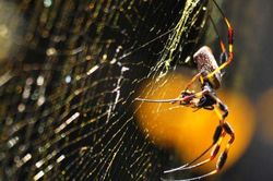 Nhện khổng lồ dùng chất độc thần kinh tiêu diệt con mồi bằng… tơ