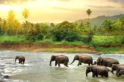 Điều bất ngờ đằng sau ý tưởng chế biến giấy từ chất thải của voi