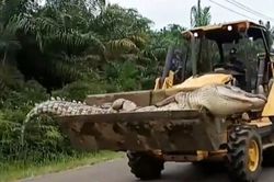 Cá sấu 'quỷ' nặng nửa tấn bị dân làng chặt đầu rồi đem chôn