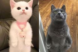 Không thể nhịn cười khi ngắm nhìn những em mèo cưng hóa... chim cánh cụt