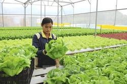 Đại sứ quán Hàn Quốc tại Việt Nam thông tin về Chương trình lao động thời vụ Hàn Quốc