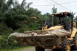 Sợ cá sấu 'quỷ' quay về 'ám', dân làng chặt đầu đem chôn