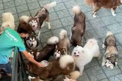 ICAREPET thành công nhờ thấu hiểu 'thượng đế'