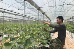 Chàng trai say mê trồng dưa lưới sạch