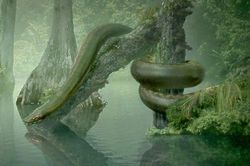 Nếu loài rắn 'khủng' nhất Trái Đất còn tồn tại, thế giới động vật sẽ ra sao?