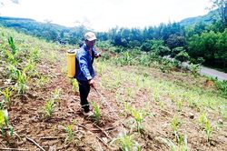 Khánh Sơn: Nhiều diện tích bắp bị sâu hại