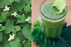 Uống nước rau diếp rẻ bèo nhưng công dụng khiến ai cũng bất ngờ