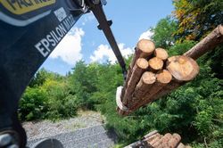 Trung Quốc mua cây vân sam bị nhiễm bọ xít từ Đức, từ chối Canada