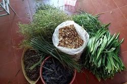 Hương lá
