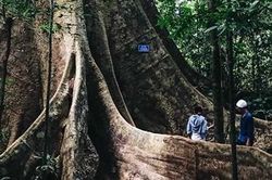 Lạc bước rừng Cát Tiên