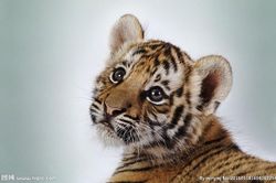 Dự đoán ngày mới 17/08/2020 cho 12 con giáp: Dậu đỏ vận, Dần hao tài