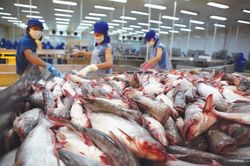 Xuất khẩu thủy sản vào EU tăng nhờ cú huých EVFTA