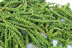 Giá tiêu hôm nay 16/8: Gia Lai, Bình Phước tăng 500 đồng/kg