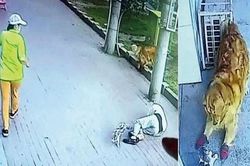 Đang đi thì mèo rơi trúng đầu, đang câu thì cá lao trúng ngực: Tai nạn thế này, tránh sao?