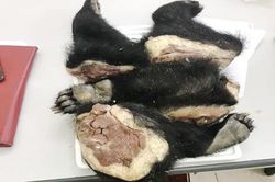 Hà Nội: Phát hiện đối tượng vận chuyển trái phép 4 chi gấu đi tiêu thụ