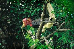 1001 thắc mắc: Loài chim nào có mỏ sừng đắt hơn ngà voi 3 lần?