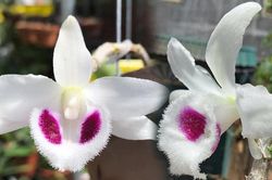Cảnh báo nhận 'quả đắng' trong cơn sốt lan đột biến tiền bạc tỷ