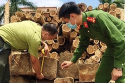 Phát hiện xe vận chuyển gỗ lậu về xưởng cưa