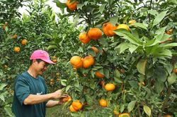 Kim An khởi sắc nhờ chuyển đổi sản xuất