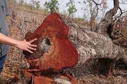 Quảng Nam: Chi sai hàng tỷ đồng dịch vụ môi trường rừng