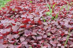 Loại rau được mệnh danh là 'rau trường thọ' vì có nhiều tác dụng chữa bệnh ít ai ngờ tới