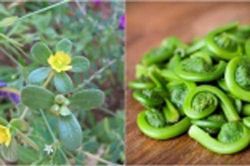 5 loại 'rau trường thọ' có đầy ở Việt Nam mà ai cũng nhầm tưởng đây là thứ 'cỏ rẻ tiền'