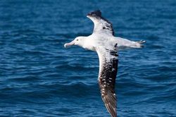 Albatrosses: Loài chim bay lớn nhất thế giới