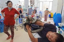 Tây Ninh: Bị rắn hổ mang chúa dài 3m cắn, nạn nhân mang luôn rắn còn sống đến bệnh viện