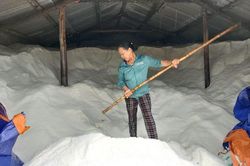 Giá rớt chạm đáy, nhiều kho muối ở Nghệ An ứ hàng