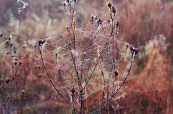 Khám phá nguyên tắc kỳ diệu của lưới nhện
