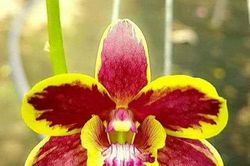 Lan đột biến và những cú sập bẫy lừa vì lòng tham