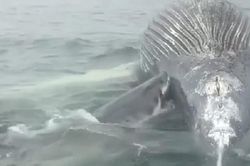 Cá mập rỉa xác cá voi, 'gây gổ' với nhân viên cứu hộ phá bĩnh bữa ăn