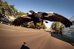 Chuyên gia cảnh báo cơn ác mộng với người đeo khẩu trang ở Australia