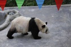 Gấu trúc già nhất thế giới đón sinh nhật thứ 38
