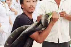 Những 'phi vụ' bắt sống rắn khủng, trăn khổng lồ tại Việt Nam