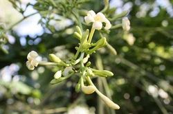 Hoa đu đủ đực - món ăn, bài thuốc chữa 'bách bệnh'