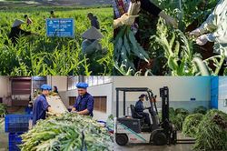Chuyện làm kinh tế xanh ở xứ sở mộng mơ
