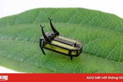 Chế tạo robot siêu nhỏ sử dụng nhiên liệu lỏng
